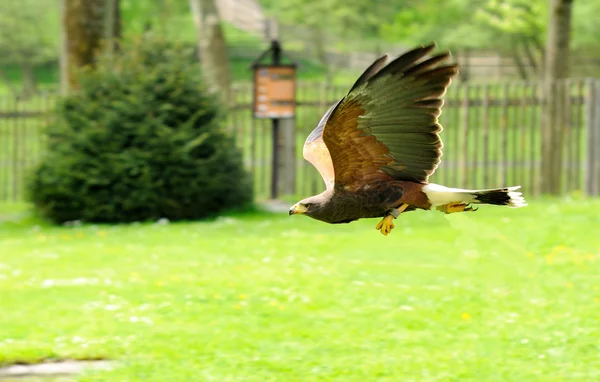 Voo de águia — Fotografia de Stock