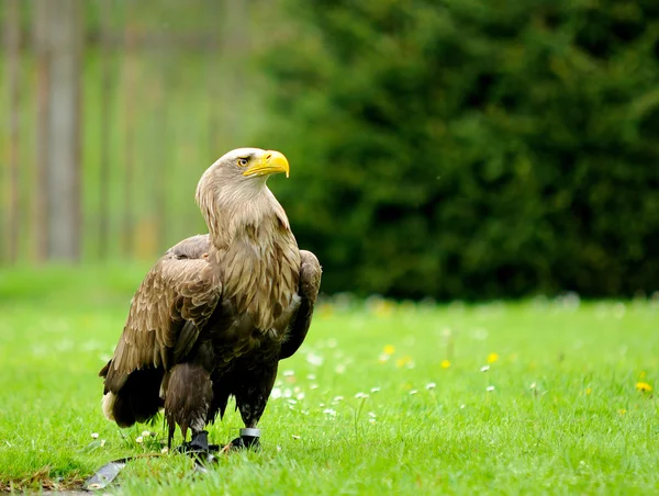 Águila Dorada en ZOO — Foto de Stock