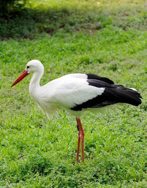 Standing stork — Stock Photo, Image