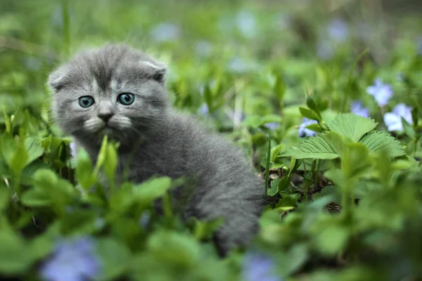 Escocês dobra gatinho — Fotografia de Stock