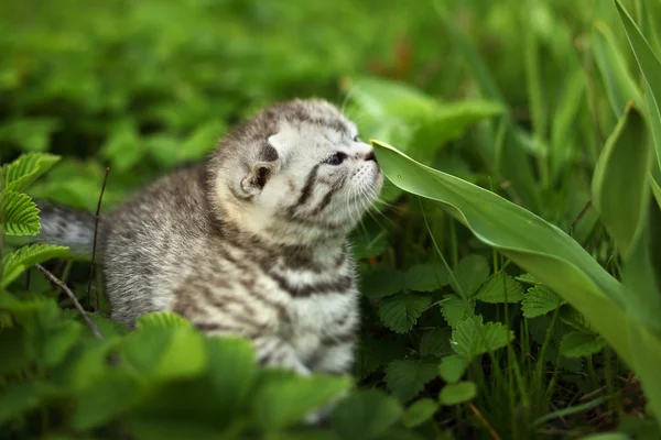 Scotish kat kedi yavrusu — Stok fotoğraf