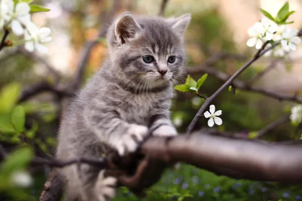 Αξιολάτρευτο νεαρή γάτα στο δέντρο — Φωτογραφία Αρχείου