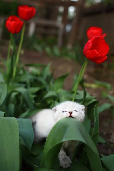 Αξιολάτρευτο νεαρή γάτα στο χόρτο — Φωτογραφία Αρχείου