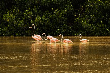Red flamingos in bays of Celestun city clipart