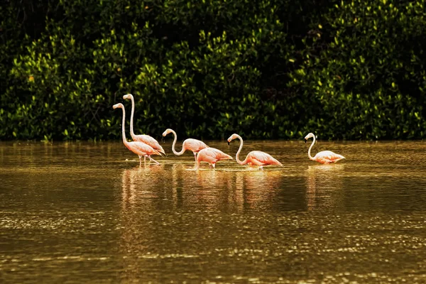 stock image Red flamingos in bays of Celestun city