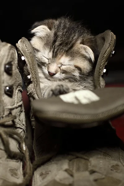 Αξιολάτρευτο μικρό γατάκι που κοιμάται μέσα σε ένα παπούτσι — Φωτογραφία Αρχείου