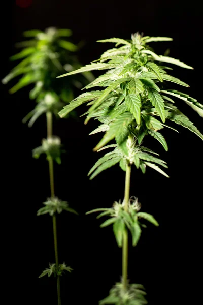 大麻植物站在花盆 — 图库照片