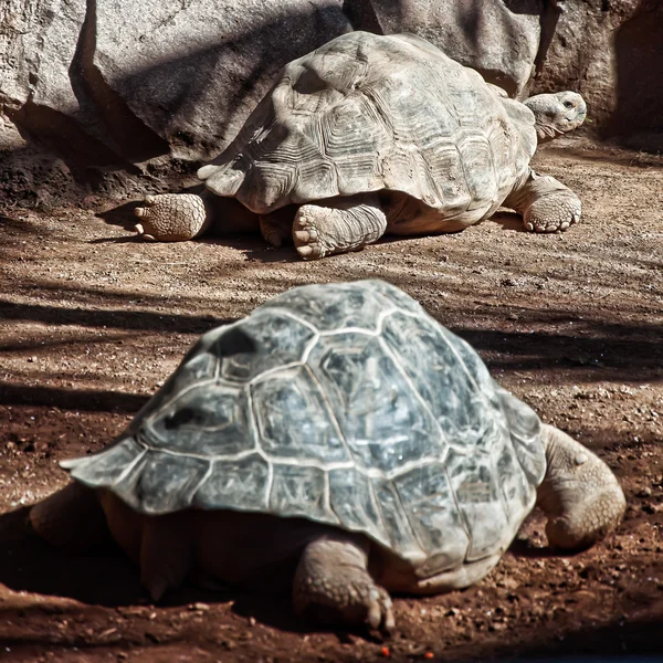 Große Schildkröten — Stockfoto