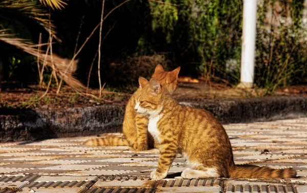 Kaksi kissaa — kuvapankkivalokuva