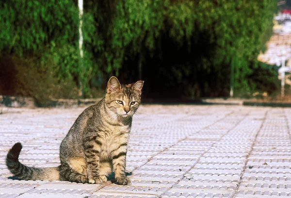 Pieni kissa — kuvapankkivalokuva