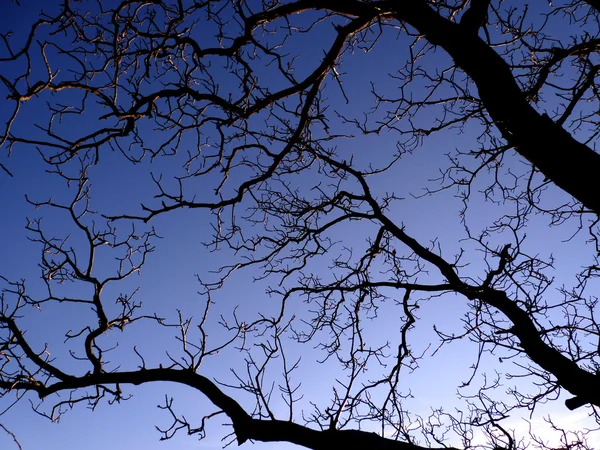 Stock image The Silhouette of An Aged Tree