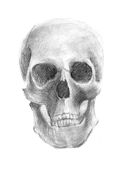 The Human Skull — Stock Photo, Image