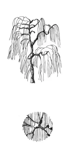 Bir söğüt ağacı — Stok fotoğraf