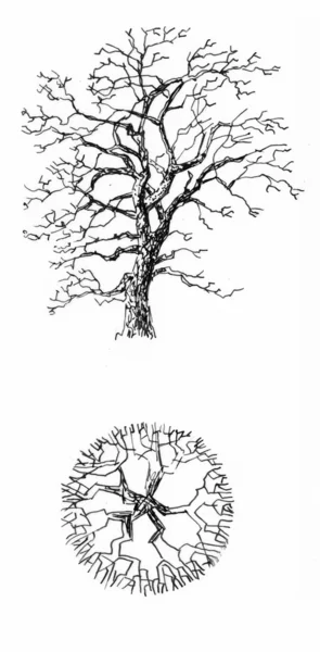 Uma árvore de carvalho — Fotografia de Stock