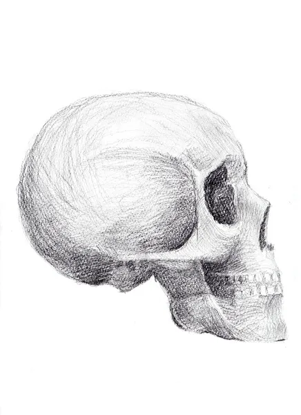 Ludzkie czaszki — Zdjęcie stockowe