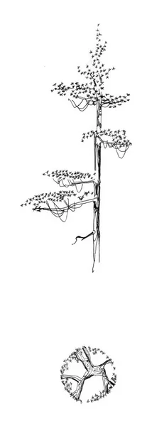 Ένα δέντρο ελάτης — Φωτογραφία Αρχείου