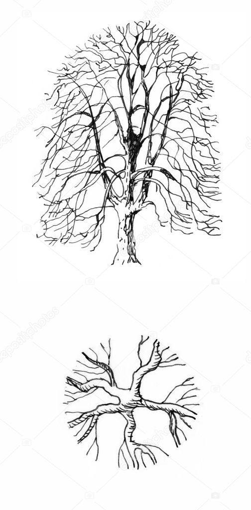A Walnut Tree