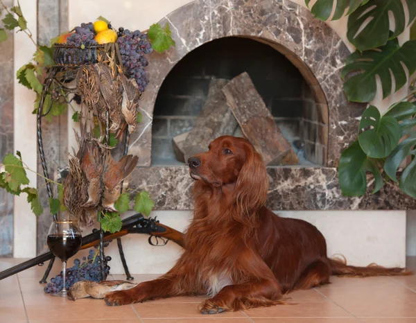 Gun dog with trophies