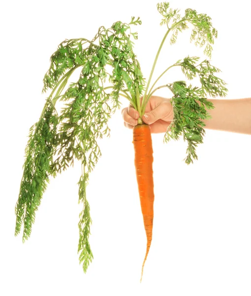 Mujer-s mano con zanahoria — Foto de Stock