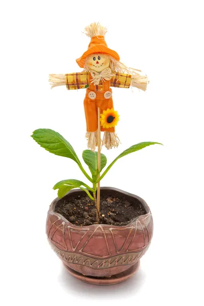 Scarecrow และ Hydrangea — ภาพถ่ายสต็อก