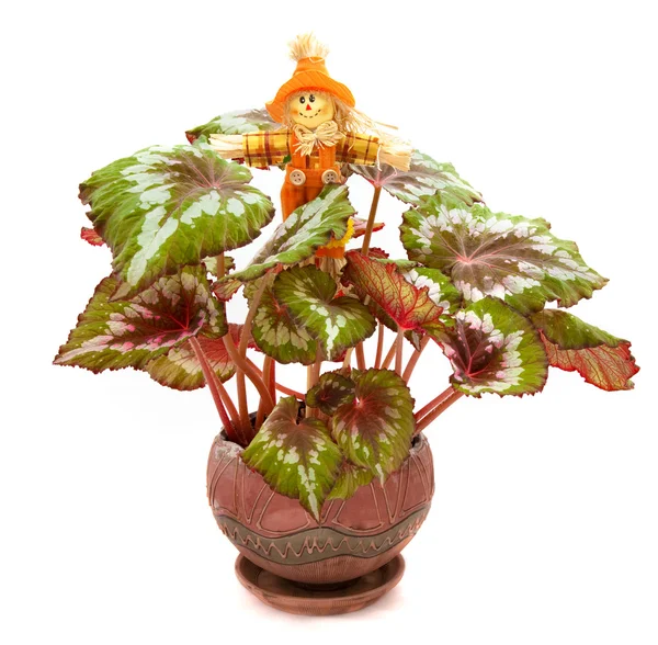 Scarecrow และ begonia — ภาพถ่ายสต็อก