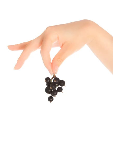 Kvinnans händer med svarta vinbär — Stockfoto