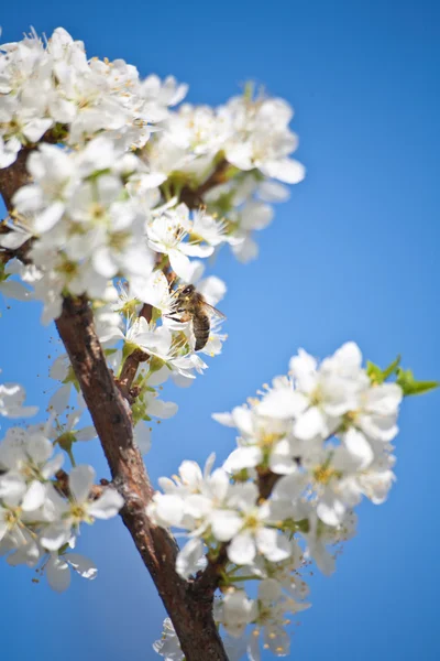 Een bee en een appelboom — Stockfoto