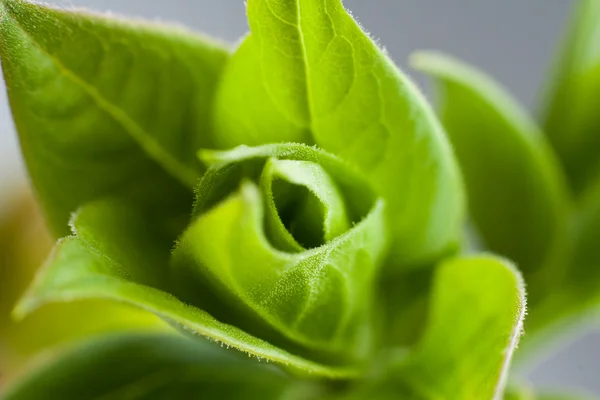 Junge grüne Blätter — Stockfoto