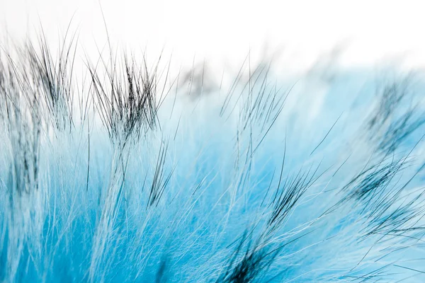 파란색 솜 털 모피 — 스톡 사진