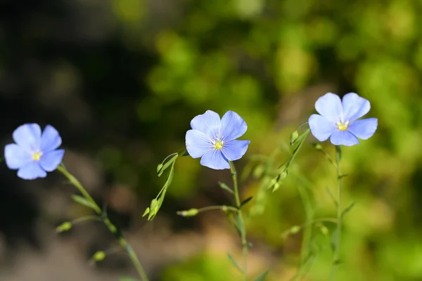 Tres flores azules de lino — Foto de Stock