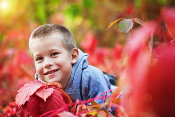 Boy in the rad leaves — Stock Photo, Image