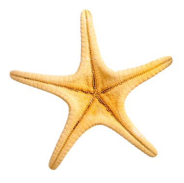 Dekoratif deniz yıldızı beyaz bitti izole