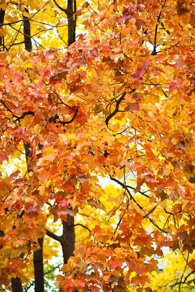 Yellow autumn leaves — Stock Photo, Image