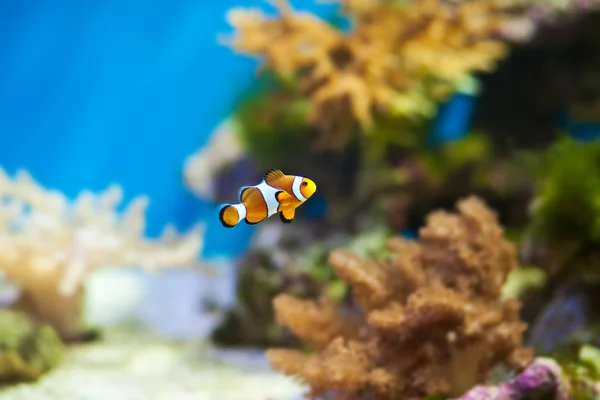 Клоун риби в акваріумі — стокове фото
