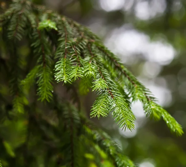 Ramos espinhosos brilhantemente verdes de uma árvore de pele — Fotografia de Stock