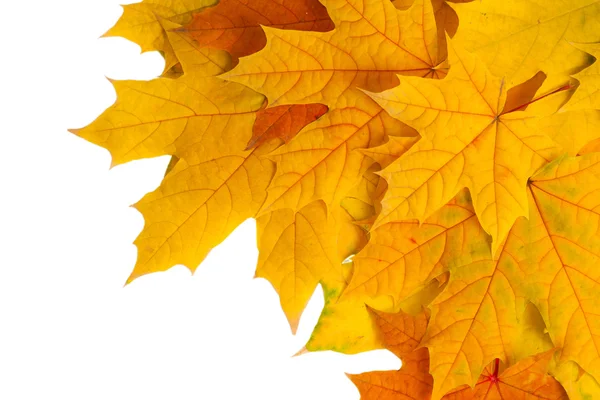 Autumn leaves Stock Image