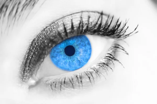 Portrait d'un bel oeil bleu femelle — Photo