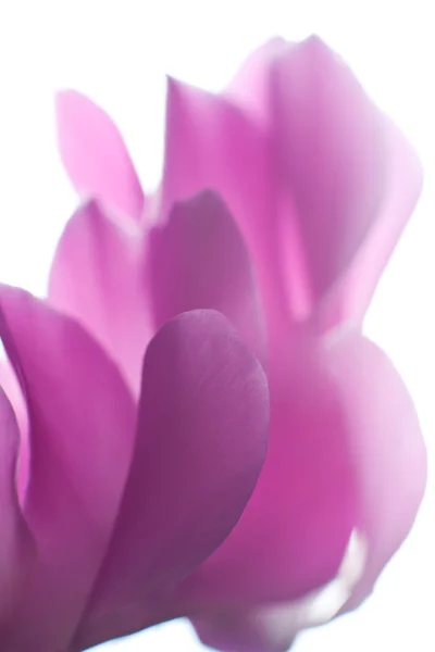 Flor de ciclame rosa — Fotografia de Stock