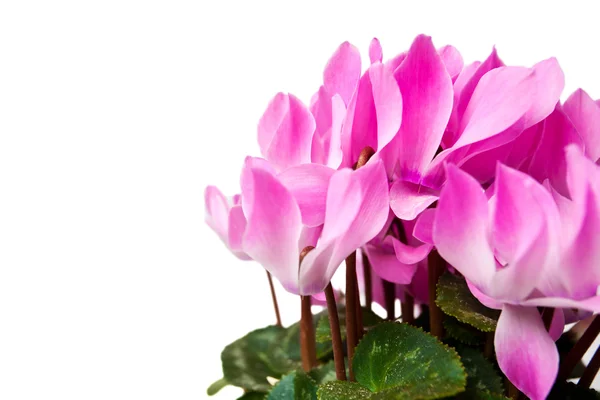 Pink cyclamen flower — Stock Photo, Image