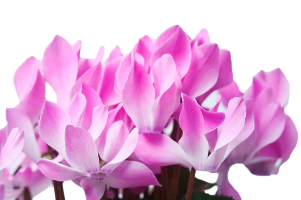 Kwiat różowy cyklamen — Zdjęcie stockowe
