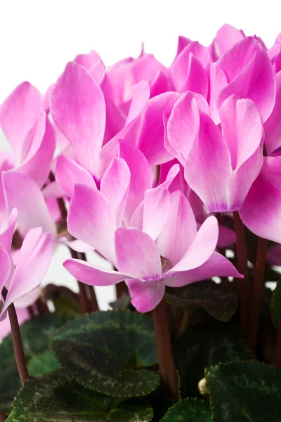Flor de ciclamen rosa — Foto de Stock