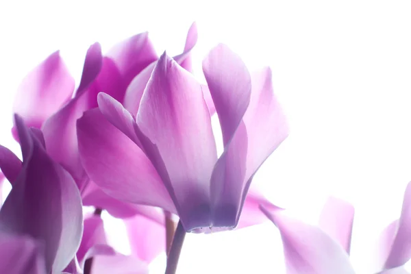 Blüte rosa Cyclamen — Stockfoto