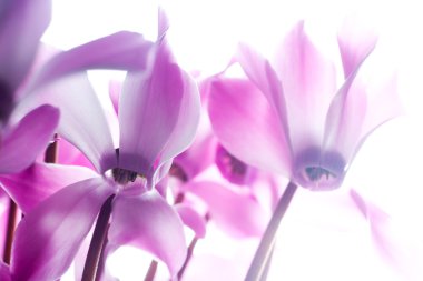 Pink cyclamen flower clipart