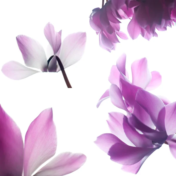 Pembe Siklamen çiçeği — Stok fotoğraf