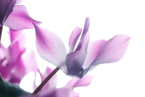 Flor de ciclamen rosa — Foto de Stock