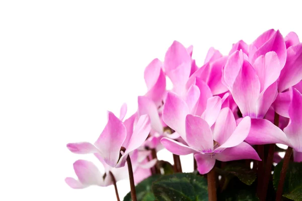 Fiore di ciclamino rosa — Foto Stock