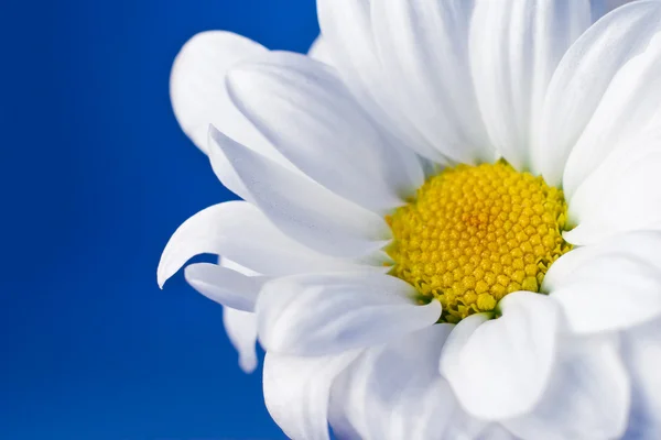 White chrysanthemum flowers — Stock Photo, Image