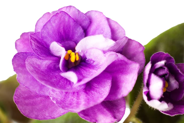Violet flowers — Stock Photo, Image