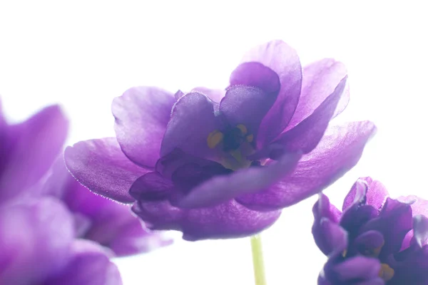 Flores violetas — Fotografia de Stock