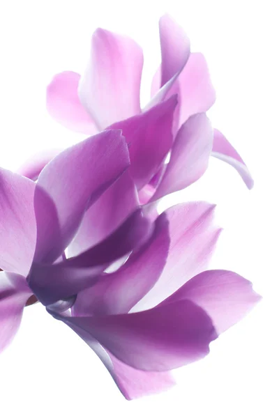 Pink cyclamen flower — Stock Photo, Image